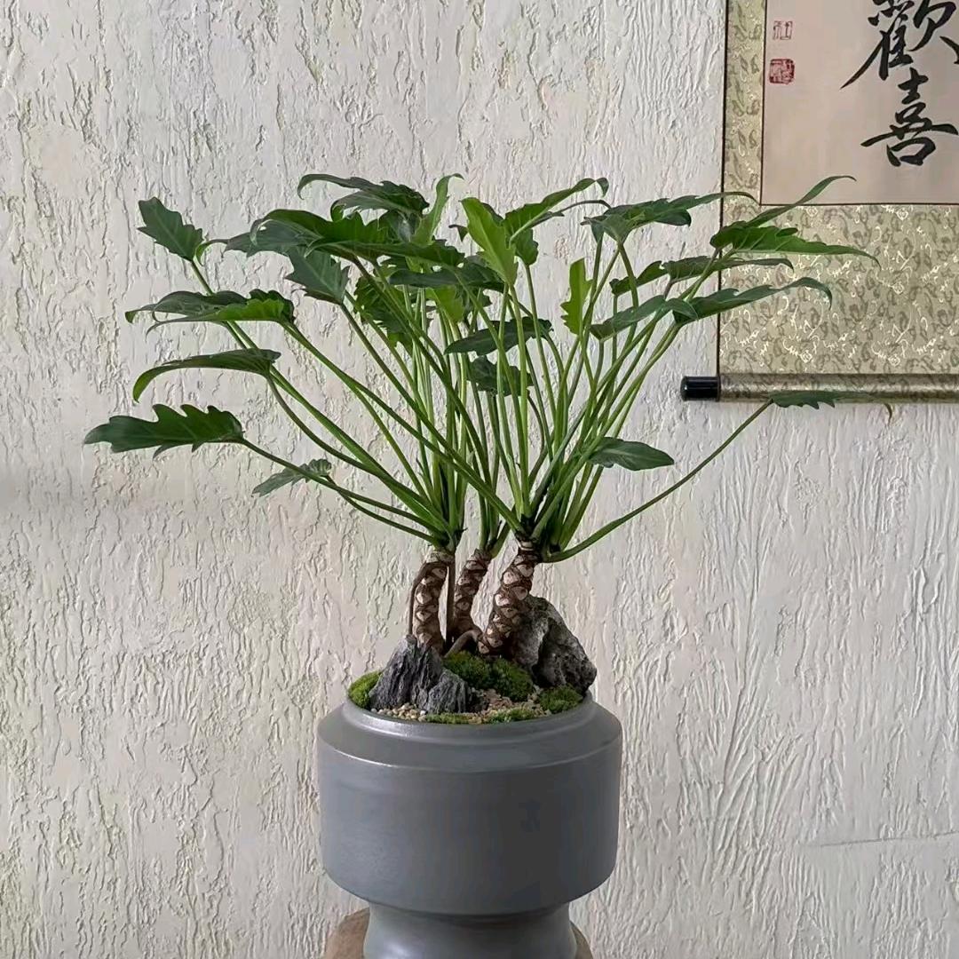 夏日秋葵