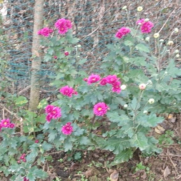 昙花一現
