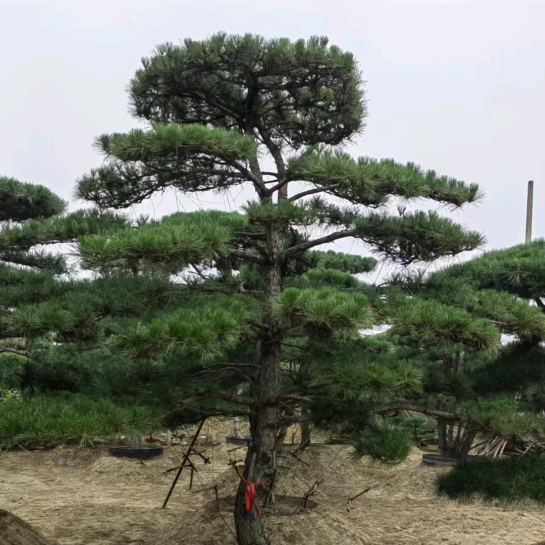 山东泰安新叶苗圃