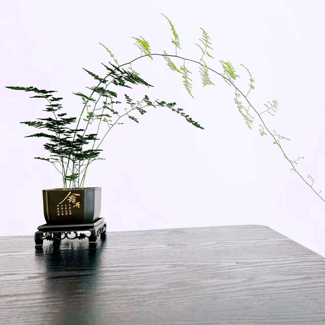 老张文竹种植基地