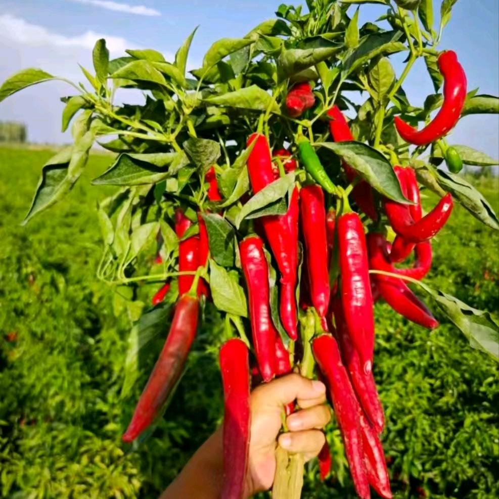 辣椒种植