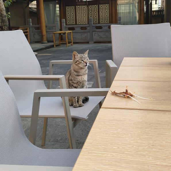疯人兔小姐