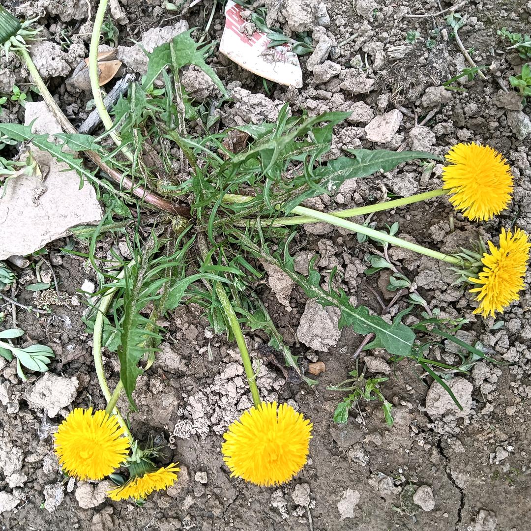 冰糖葫芦