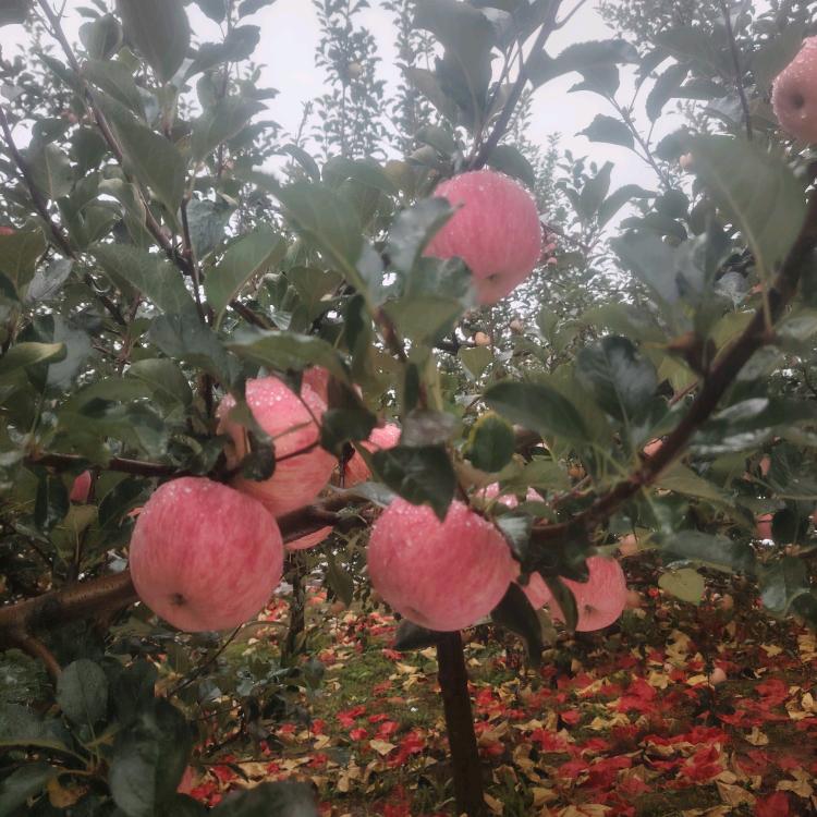 洛川🍎