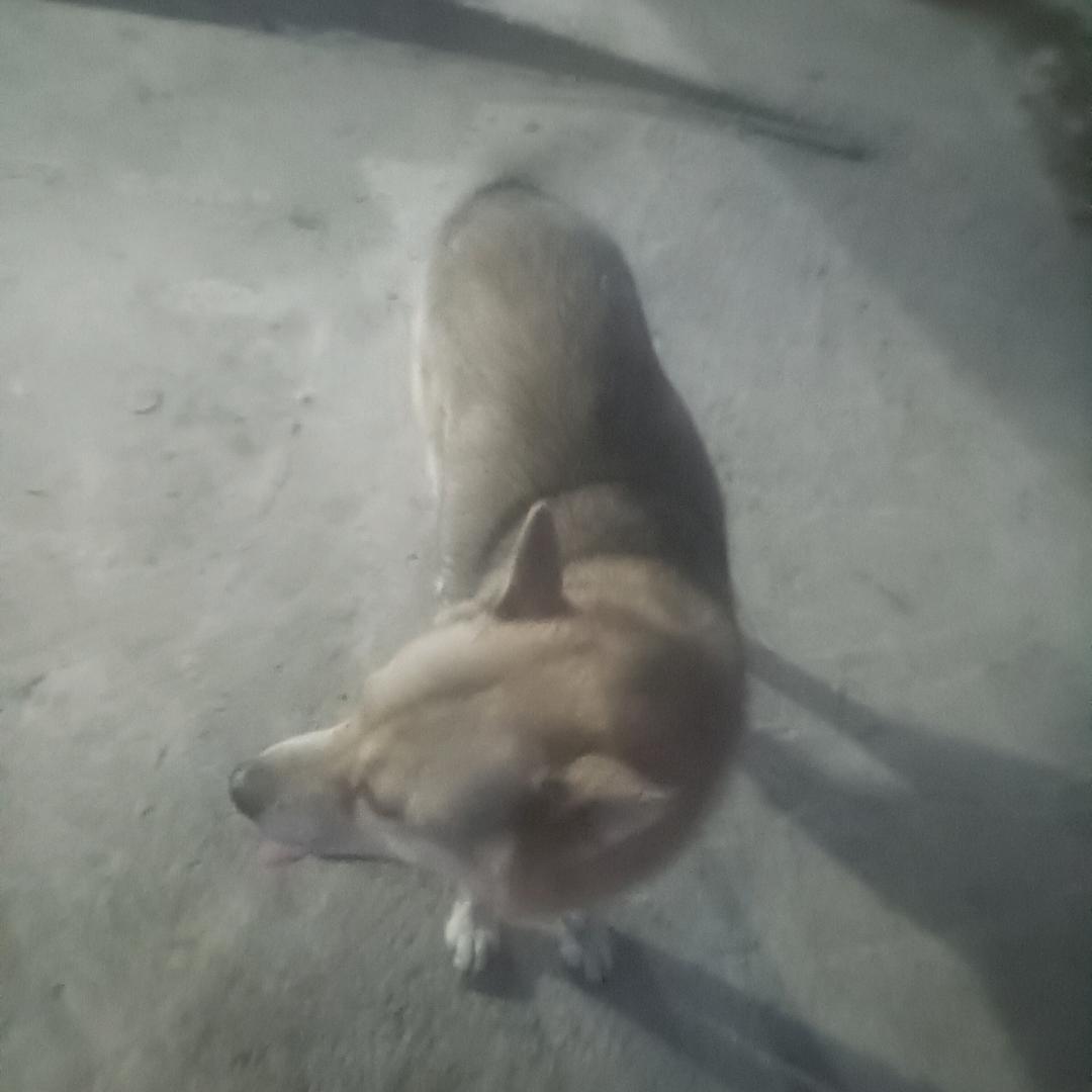 辉歌龙门阵
