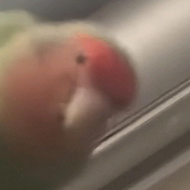 哦哟，呆呆鸟。