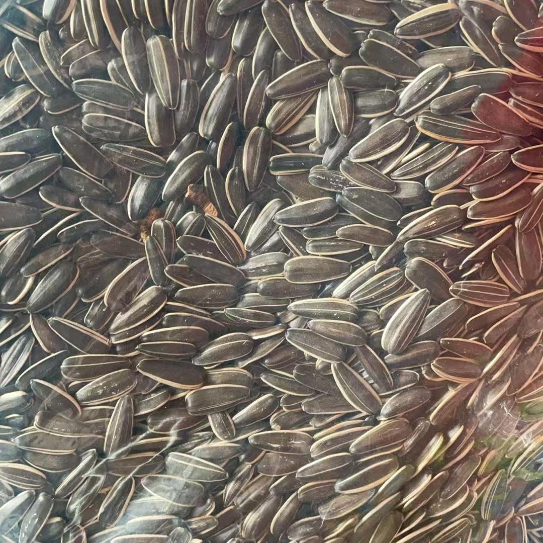 乾安、瓜子批发