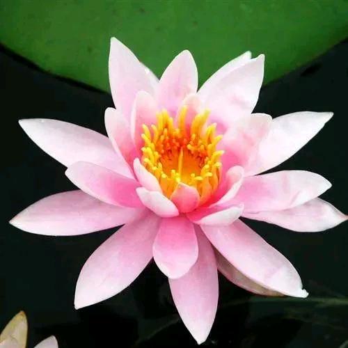 春梅…想有个家