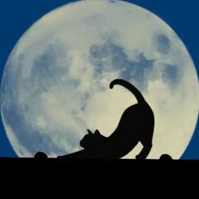 夜猫的城市