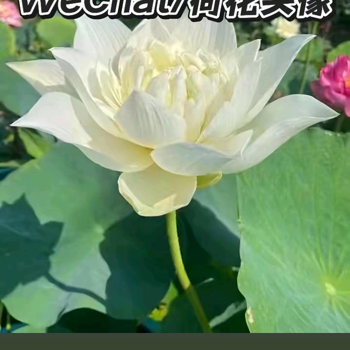 開心，快樂，