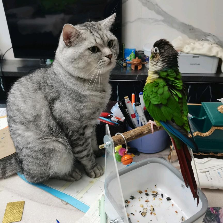 想吃鹦鹉的猫