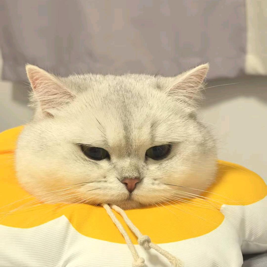 秋辰