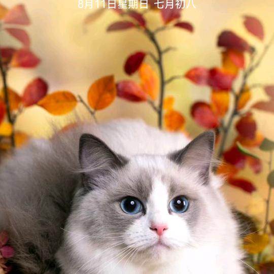 幸福就是生活