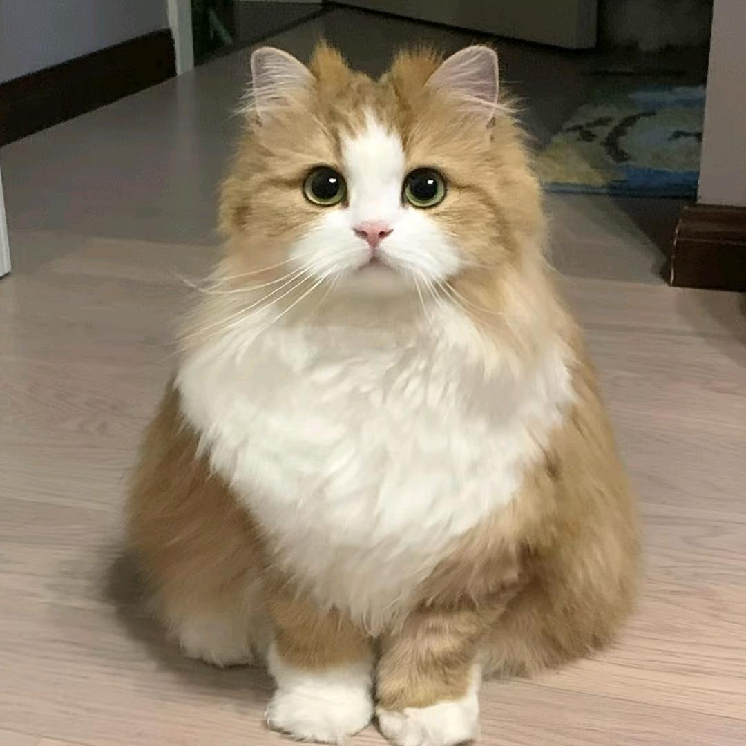 椰椰椰椰子