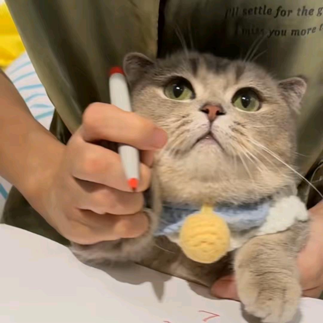 爱抓鱼的猫