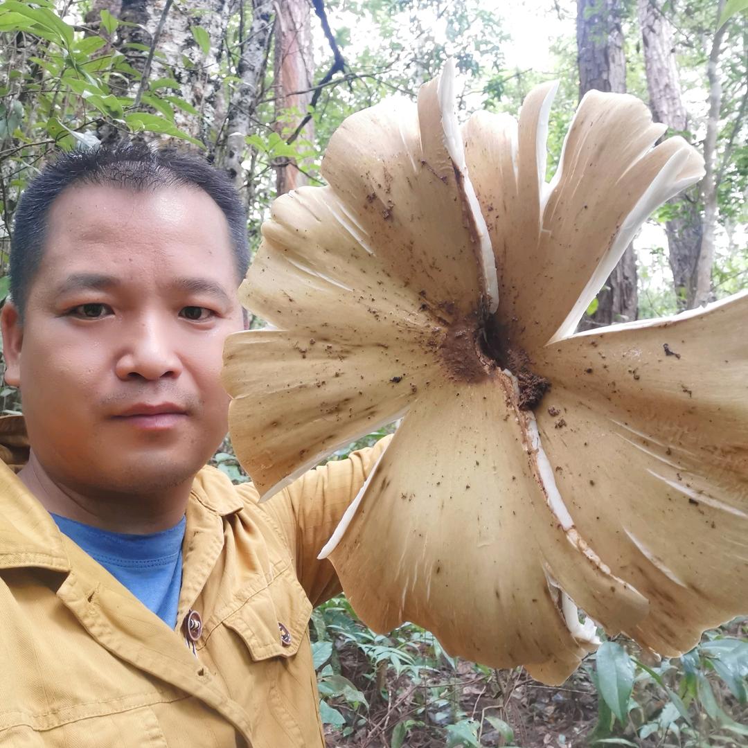 拾菌道山货优选