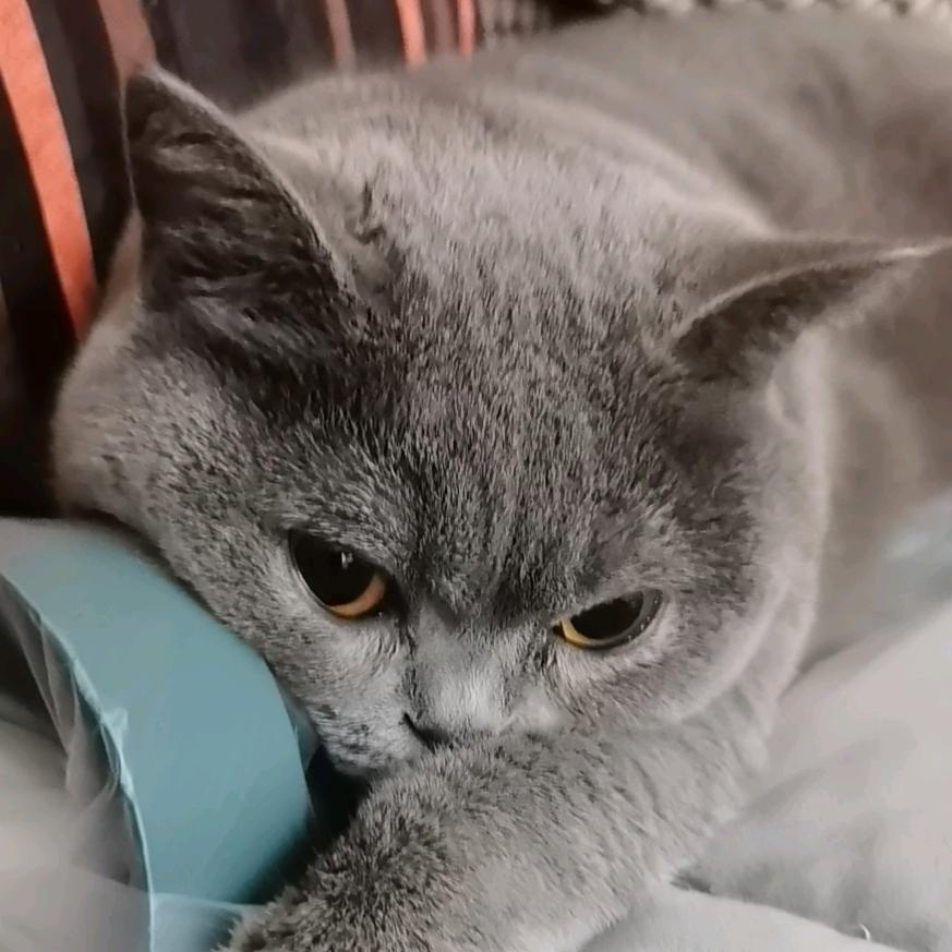 ꒰ঌ 夏໒꒱