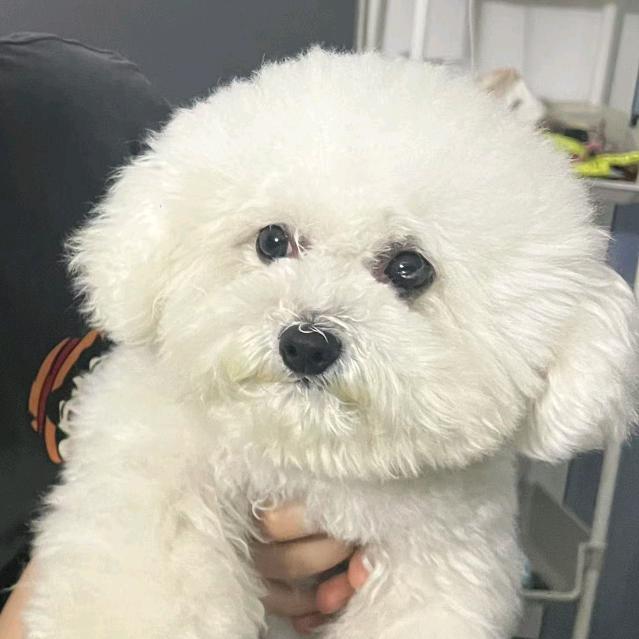 西伯利亚大恐龙🦖