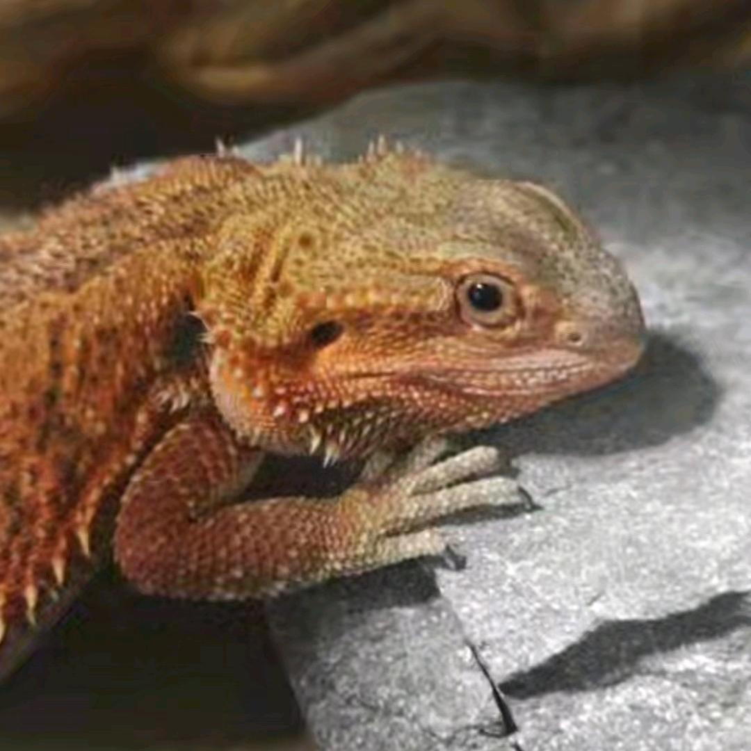 独行侠🐉ᴰʳᵃᵍᵒⁿ