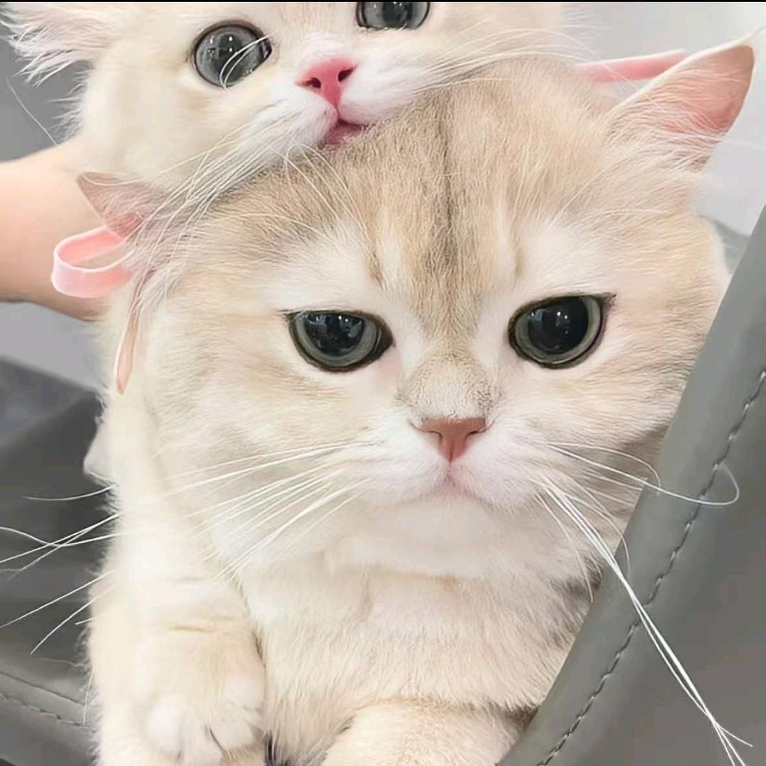 一个没心没肺的疯子