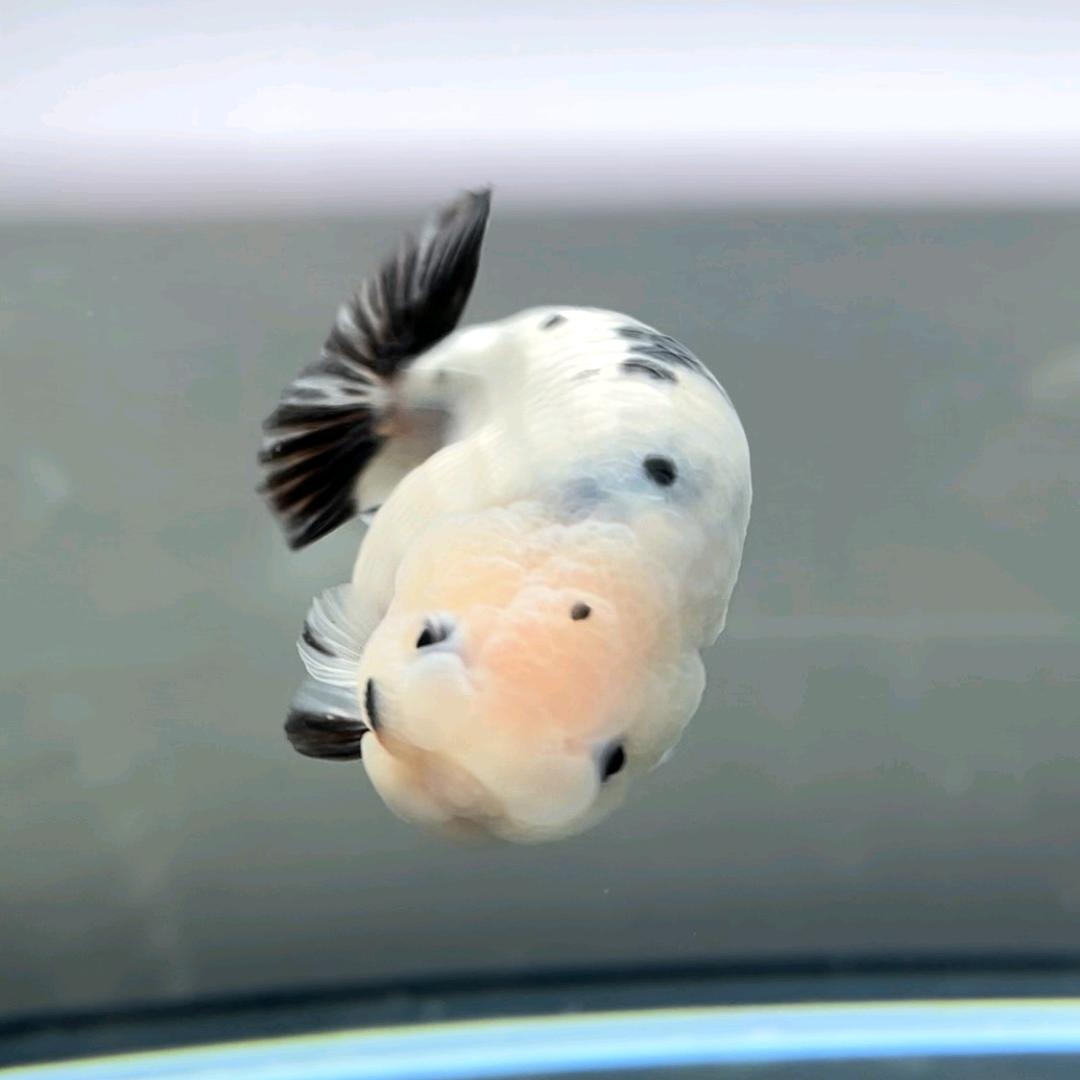 66的鱼铺 兰寿泰狮