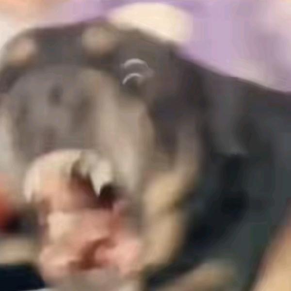 2333