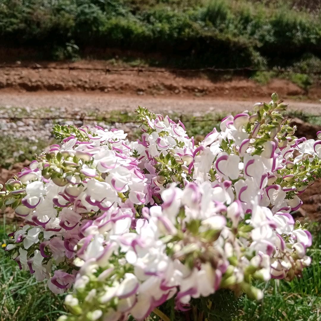 荀
