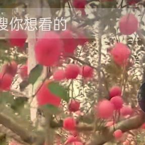 农村的人
