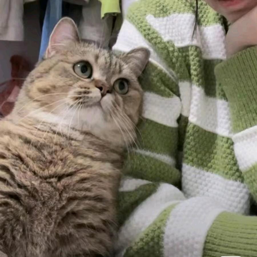 猫小喵