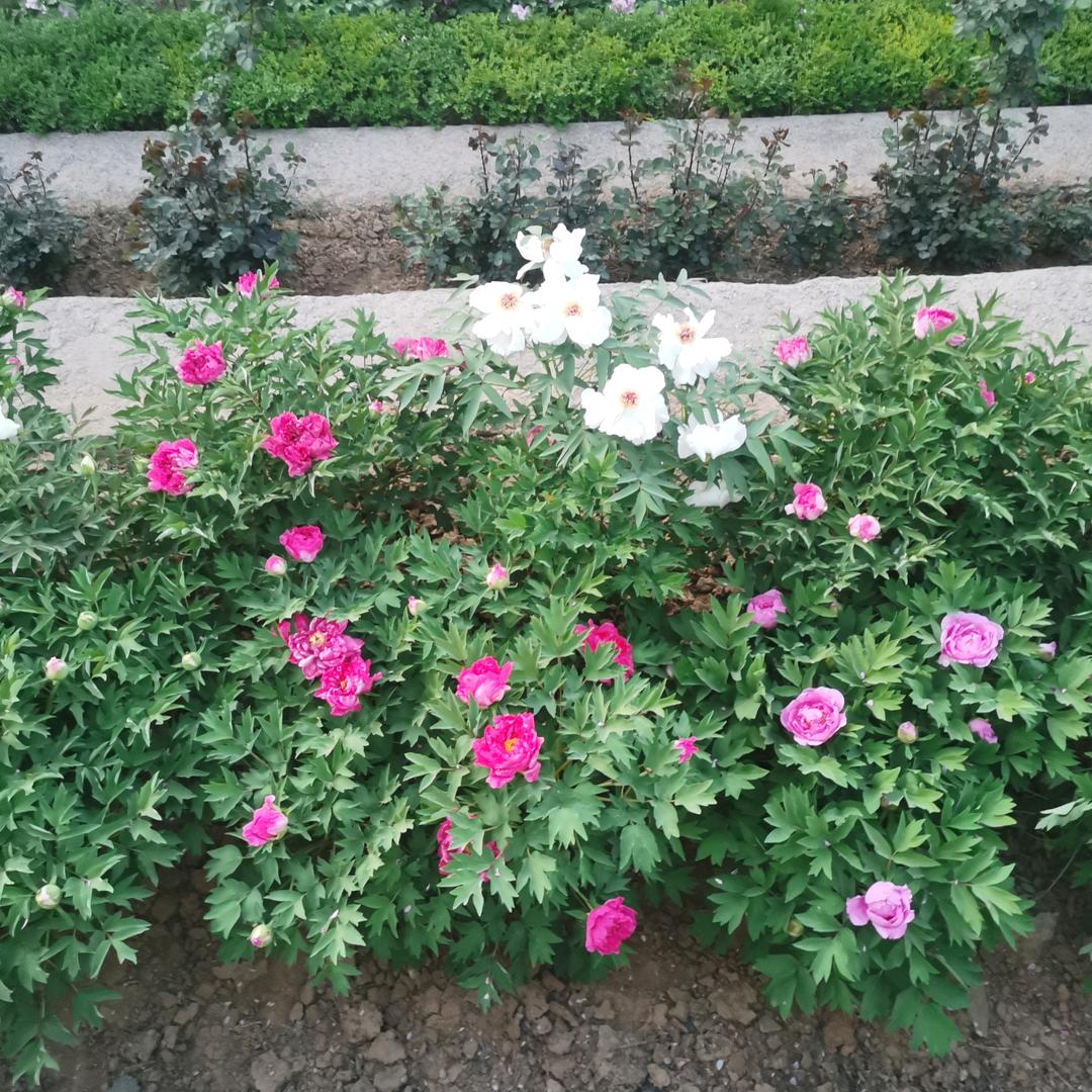 丽