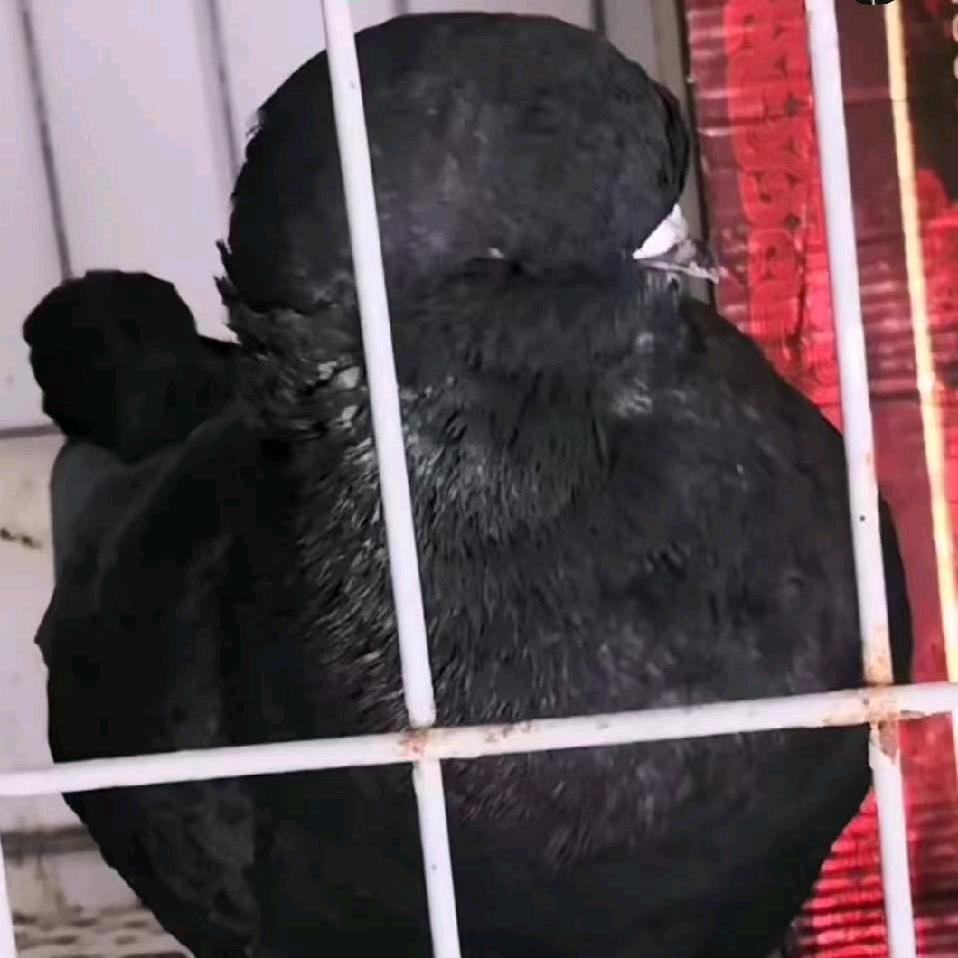 河南传峰宠物鸽 精品店