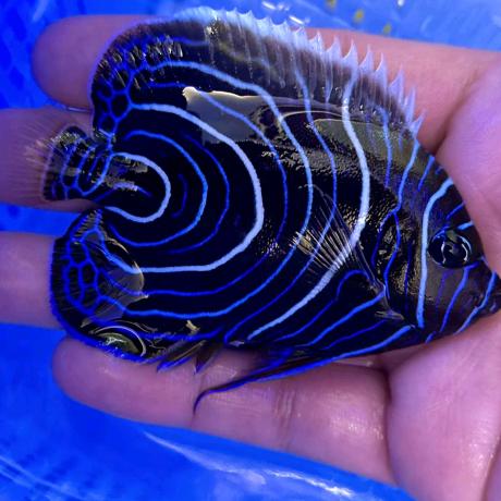 缸好遇见海水鱼水族