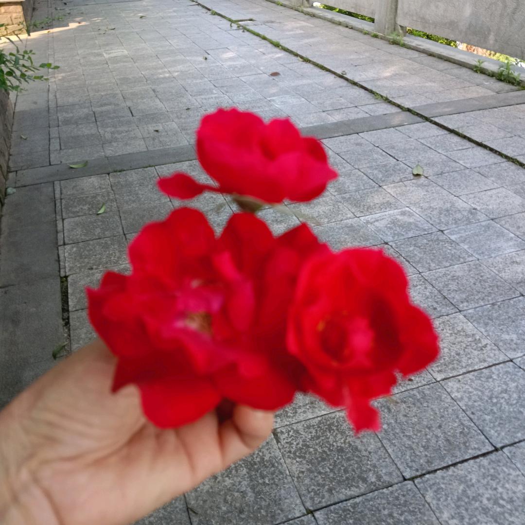 用户999247清燕