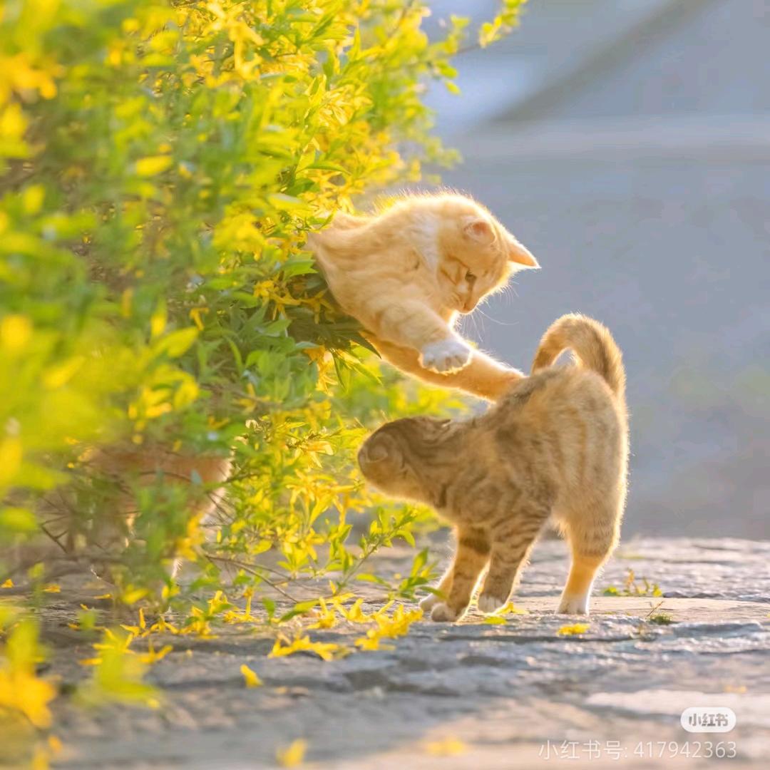 小张（带娃中）