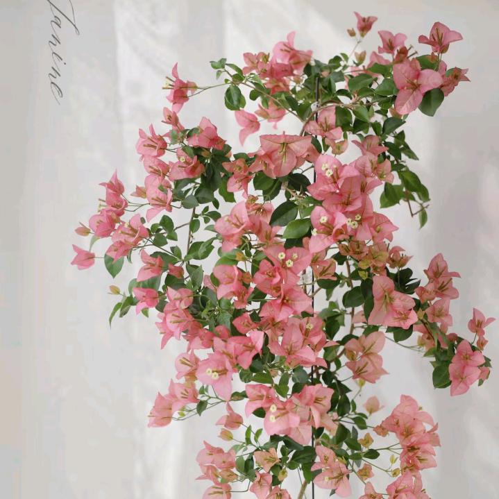 花之缘三角梅