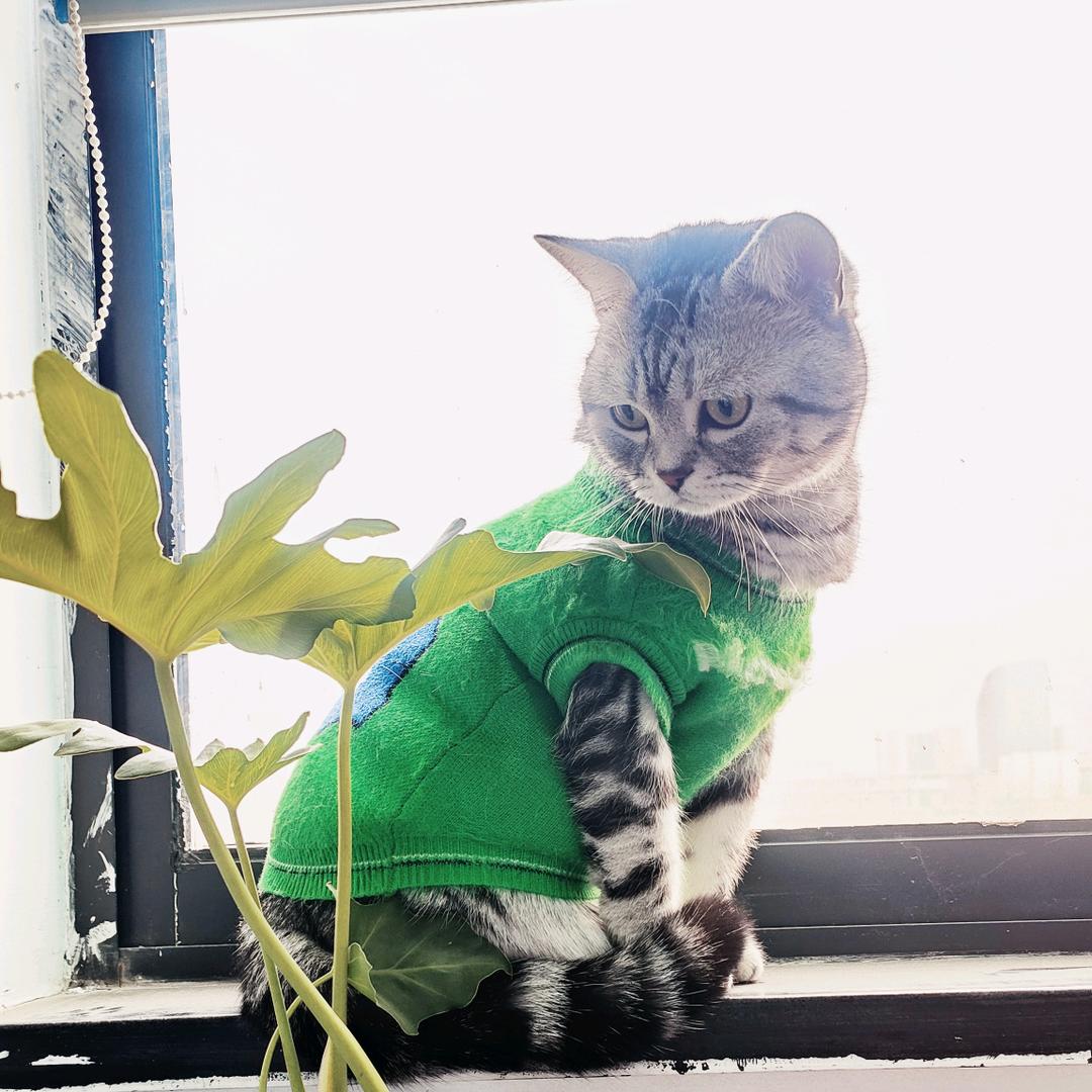 猫诗动画