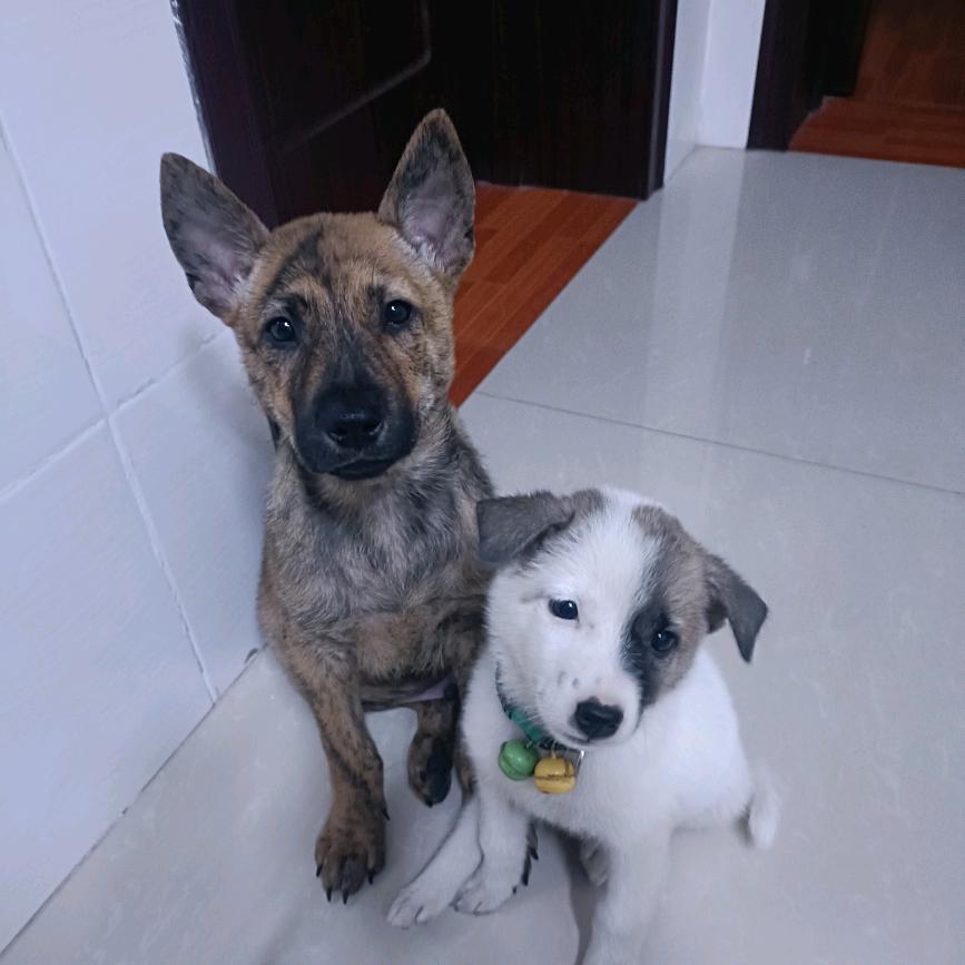 犟拐拐