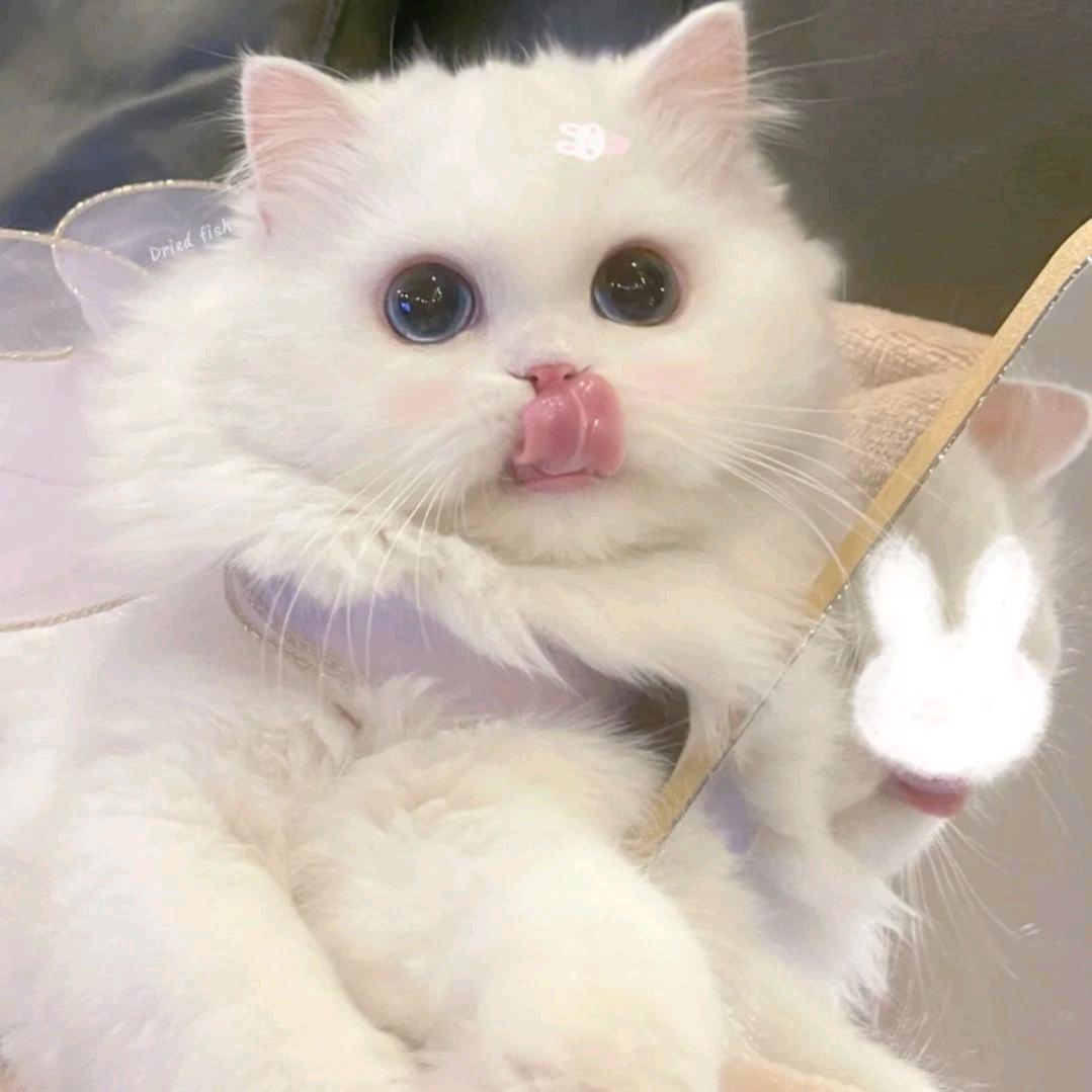 再磕CP我是狗