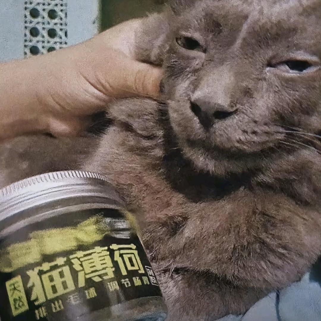 酒泡菜