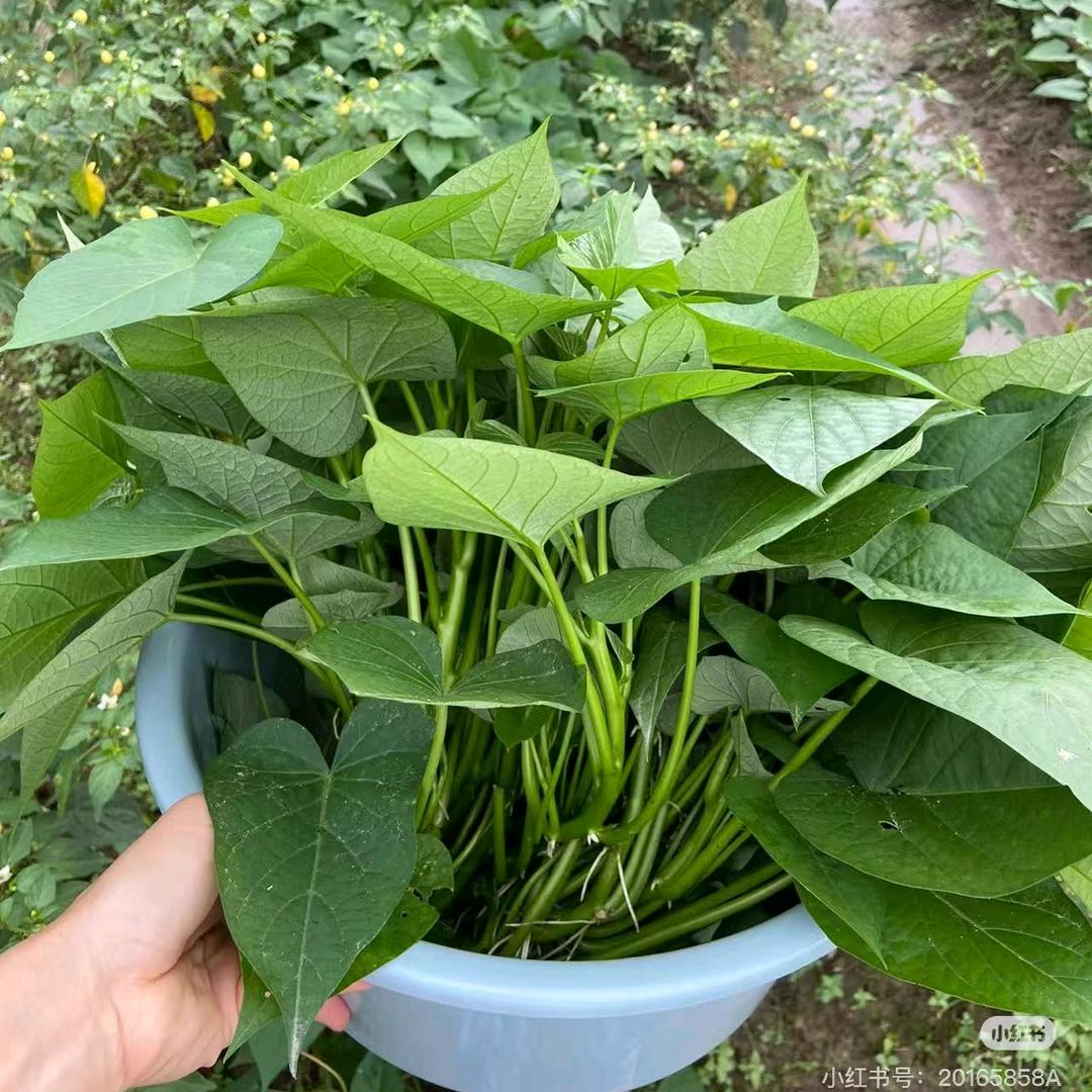叶食红薯苗基地