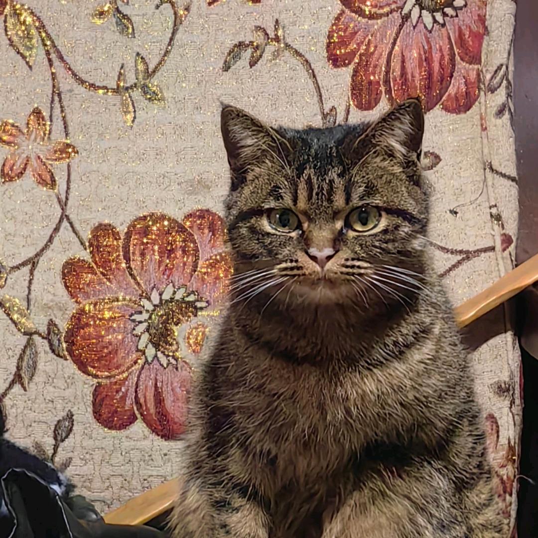 大猫—哈哈