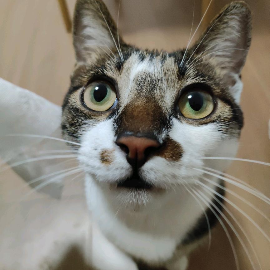 啾啾踩什么🐱(助眠版)