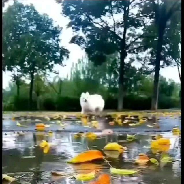 🏃风🍁清🏌扬🏃释怀