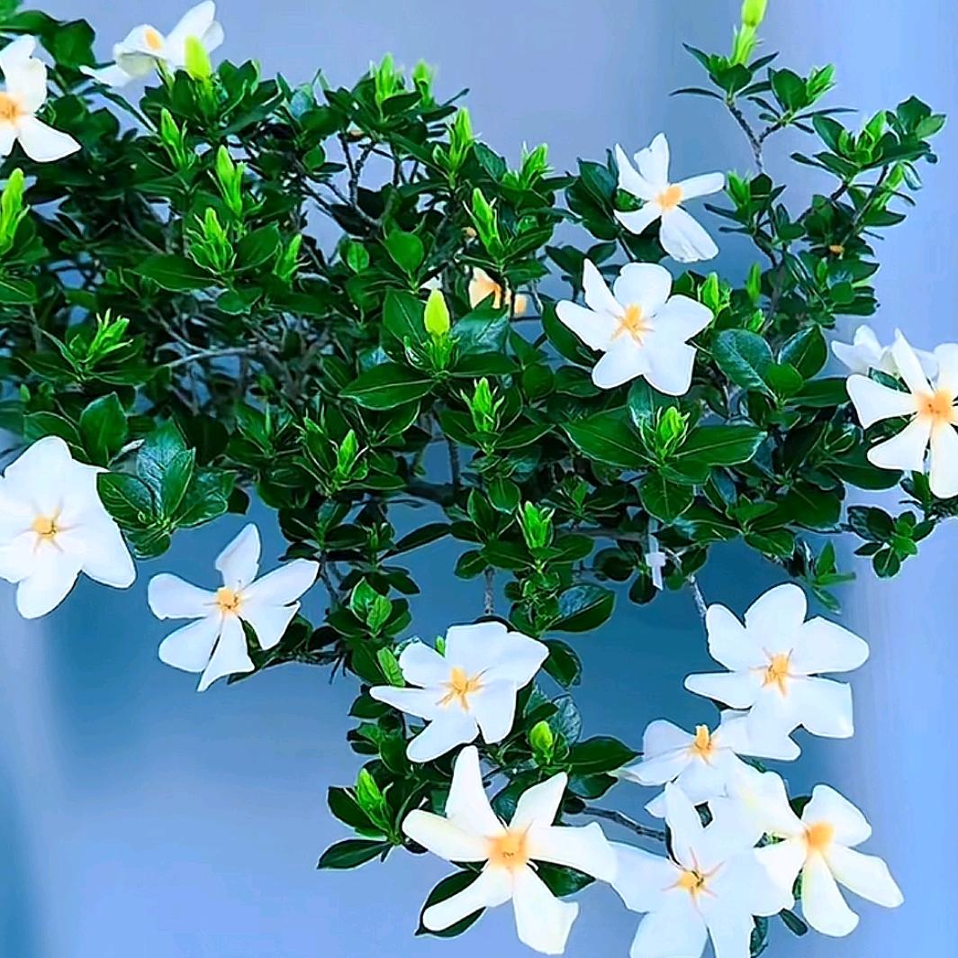 海岛栀子花☞绿韵盆景