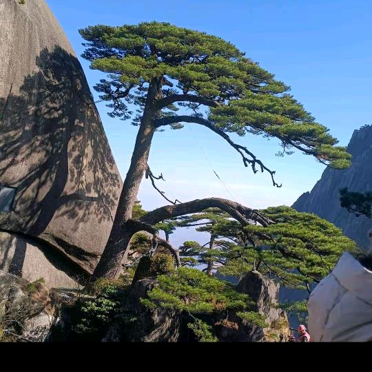 战友情
