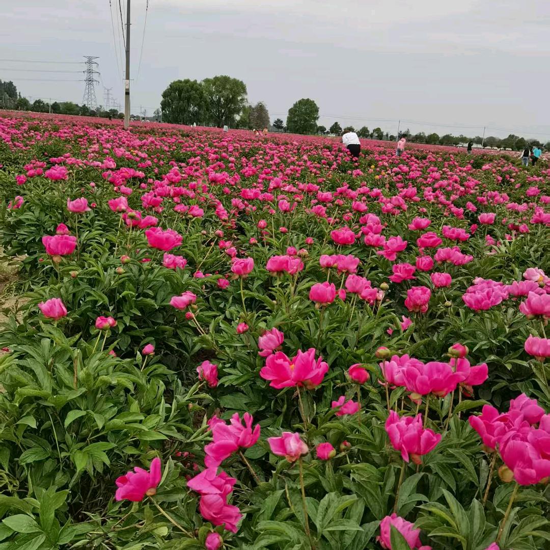 亳州中药 白芍 白芷 白术.