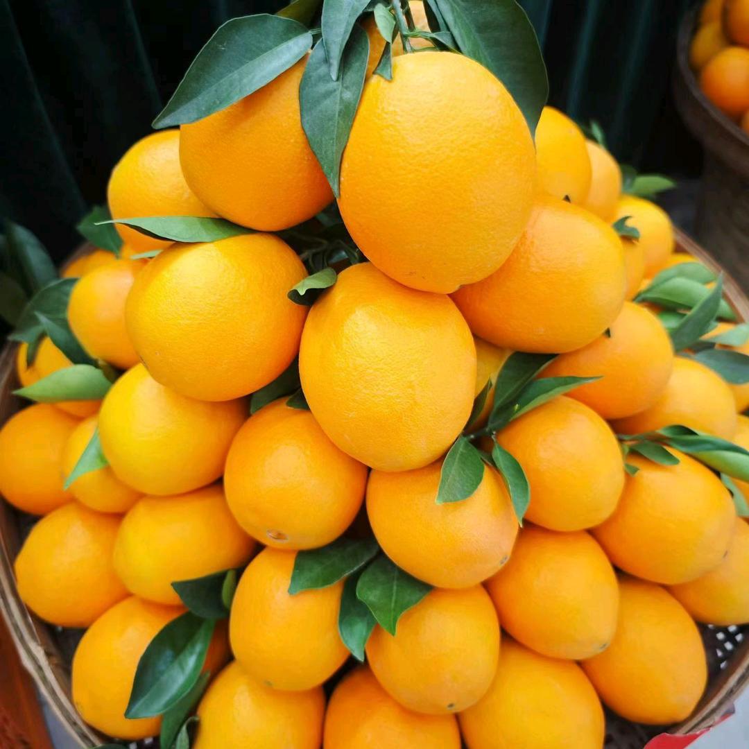 赣南脐橙批发