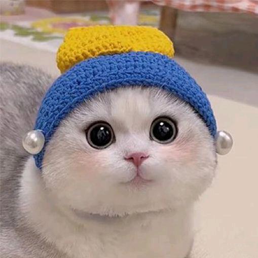 馋猫小Q