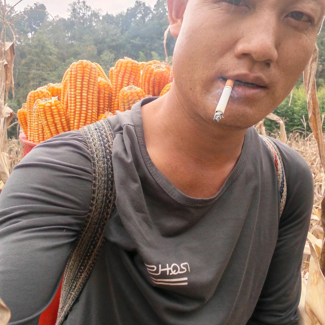 杨小哥