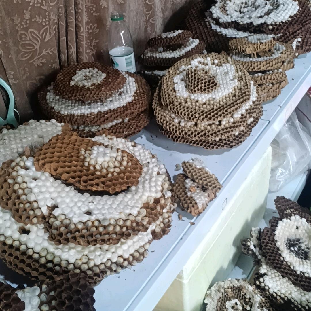 老表在江苏卖蜂蛹2